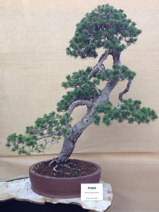 Pinus Silvestrys
